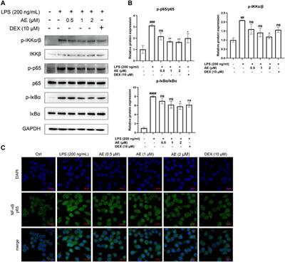 Artemvulactone E isolated from Artemisia vulgaris L. ameliorates lipopolysaccharide-induced inflammation in both RAW264.7 and zebrafish model